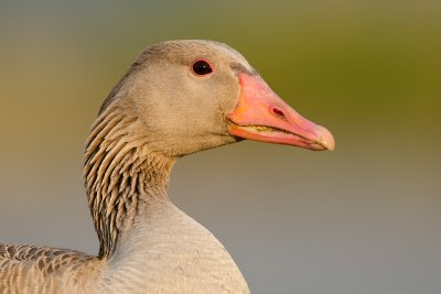 Anser anser  Greylag Goose  Graugans
