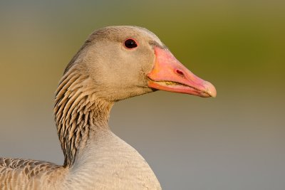 ANSERIFORMES - Ducks, Geese and Swans - Enten, Gänse und Schwäne