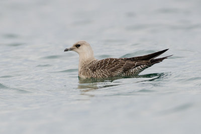 Stercorarius longicaudus  Long-tailed Skua  Falkenraubmwe