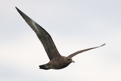 Stercorarius longicaudus  Long-tailed Skua  Falkenraubmwe