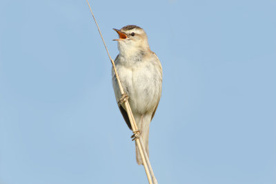 Acrocephalus schoenobaenus  Sedge Warbler  Schilfrohrsnger