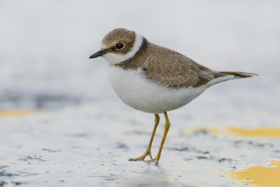 Charadrius dubius Little Ringed Plover Flussregenpfeifer