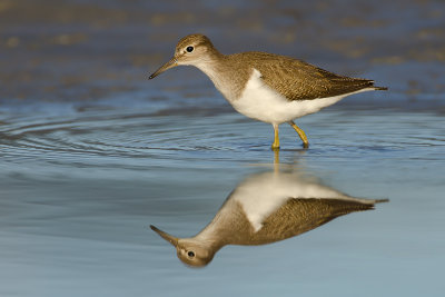 Actitis hypoleucos  Common Sandpiper  Flussuferlufer