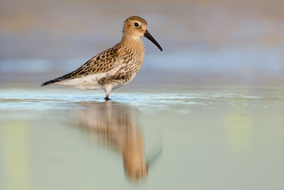 Calidris alpina Dunlin Alpenstrandläufer