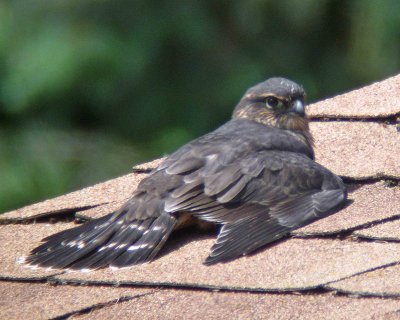 Juvenile Merlin Sunbathing