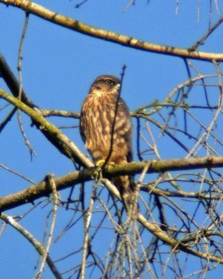 Juvenile Merlin