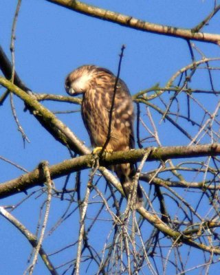 Juvenile Merlin