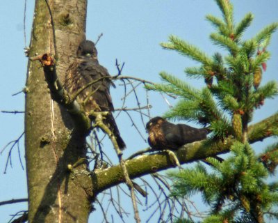 Juvenile Merlins