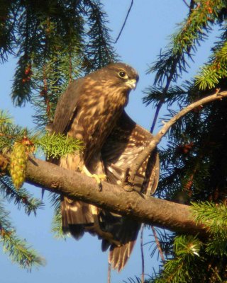 Juvenile Merlin