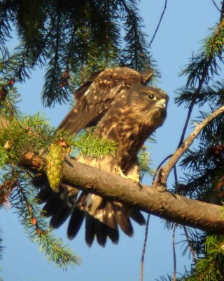 Juvenile Merlin