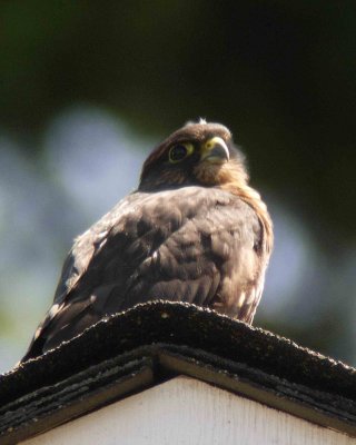 Juvenile Merlin