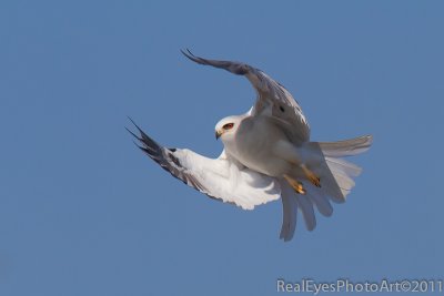 White Tail Kite