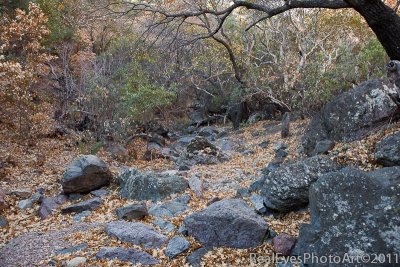 PineCanyon trail BBNP