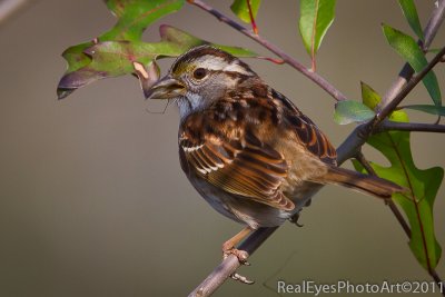 Sparrow with breakfast