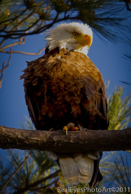 Bald Eagle in Golden light