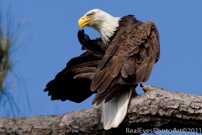 Preening Bald Eagle