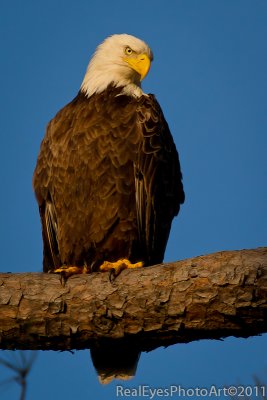 Bald Eagle setting sun