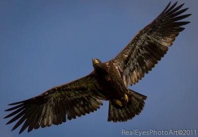 Juvenile Bald Eagle on first flight