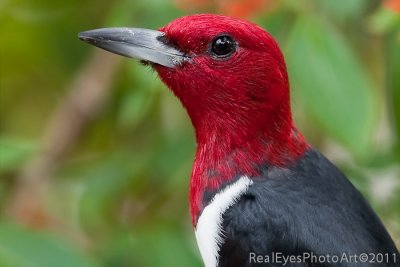 Redheaded Woodpecker profile