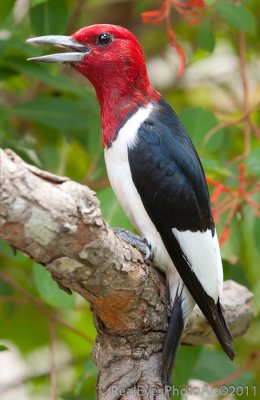 Redheaded Woodpecker