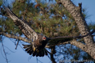 Bald Eagle celebrating 1 week in the air