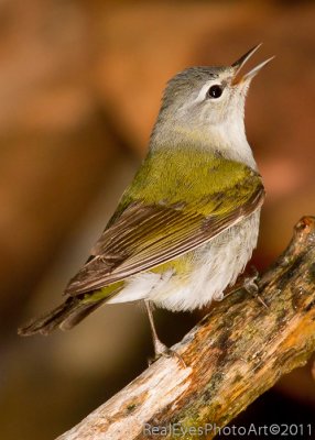 Tennessee Warbler IMG_4614
