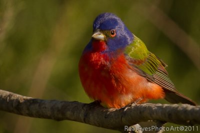 Painted Bunting IMG_5063