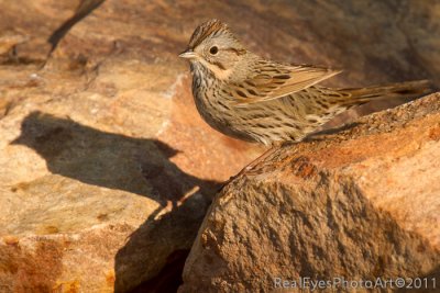 Lincoln's Sparrow IMG_5022