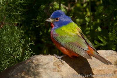 Painted Bunting IMG_5525