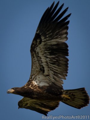 Bald Eagle IMG_6754