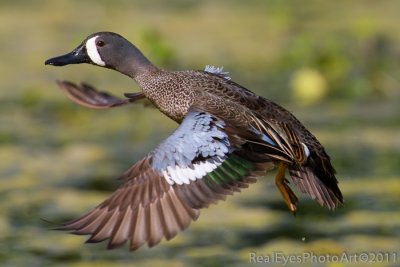 Blue-winged Teal IMG_7488