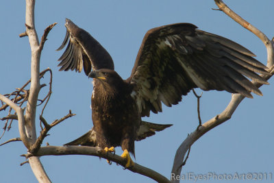 Bald Eagle IMG_6499