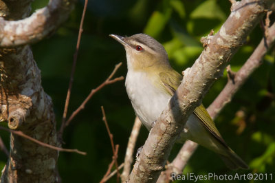 Red-eyed Vireo IMG_9207