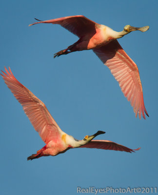 Roseate Spoonbill pair fly over IMG_8158