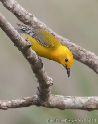 Prothonotary Warbler IMG_9851