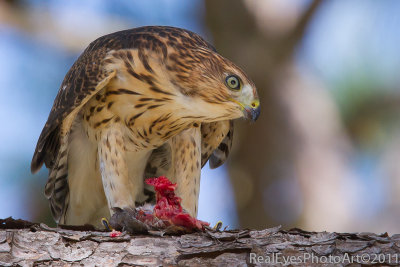 Juvenile Coopers Hawk and evening meal IMG_1432.JPG
