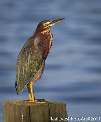 Green Heron IMG_2120