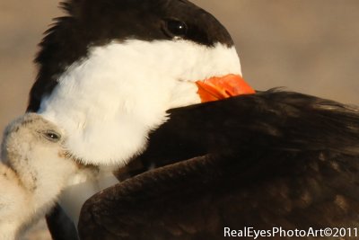 Black Skimmer chick IMG_3922