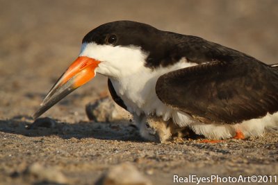 Black Skimmer chick IMG_3946