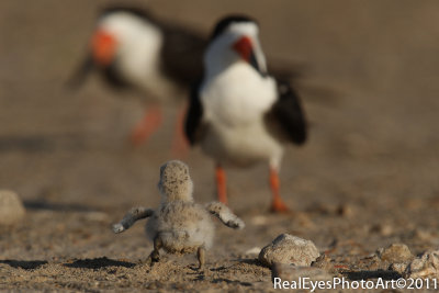 Black Skimmer chick IMG_4014