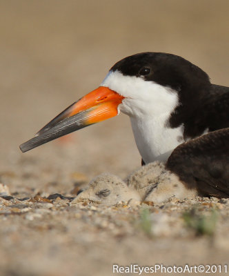 Black Skimmer chick IMG_4168