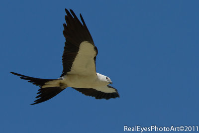 Swallow-tailed Kite IMG_3772
