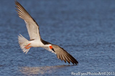 Blk Skimmer IMG_3052