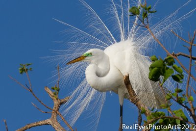 greategret-4372.jpg