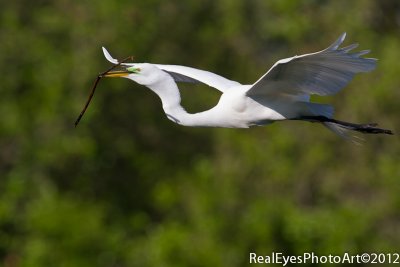 greategret-4549.jpg