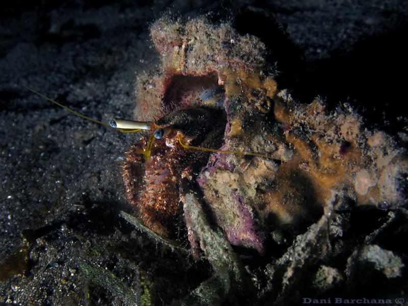 Hermit crab