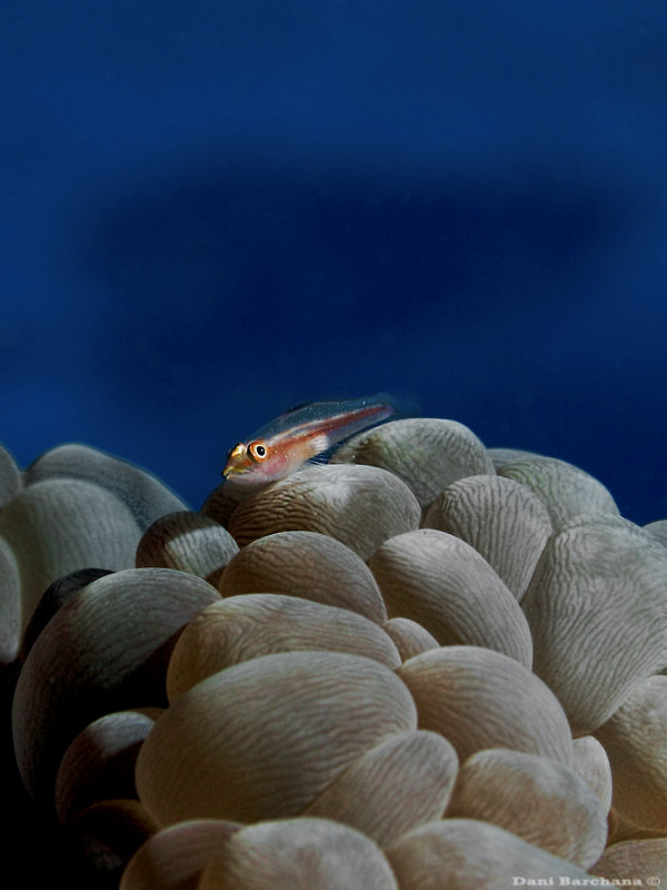 Toothy (Host) Goby
