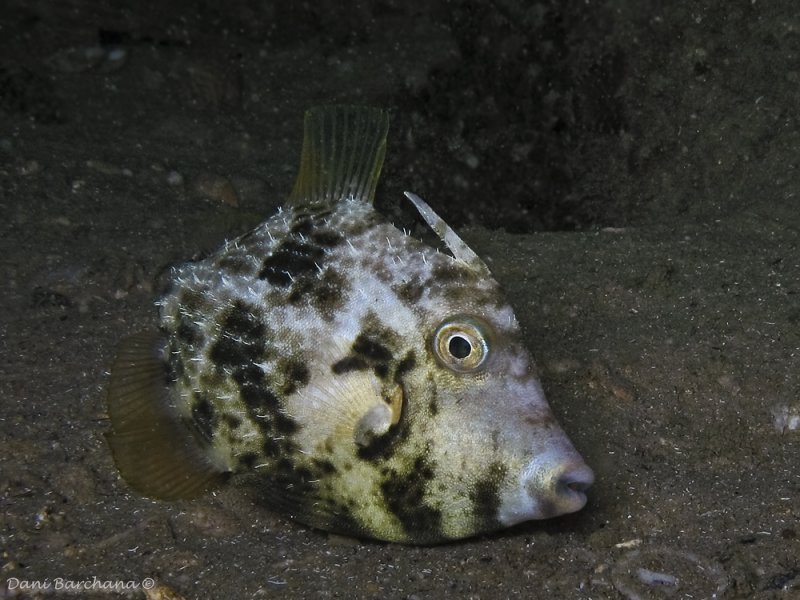 Reticulated Filefish ( Stephanolepsis diaspros) Mediterranean 