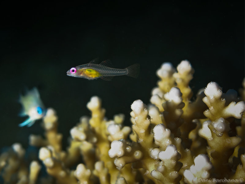 Redeye goby (Bryaninops natans)