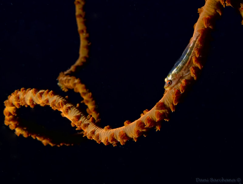 Whip Coral Goby (Bryaninops yongei)